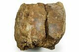 Fossil Hadrosaur (Edmontosaurus) Dorsal Vertebra Centrum - Wyoming #371508-1